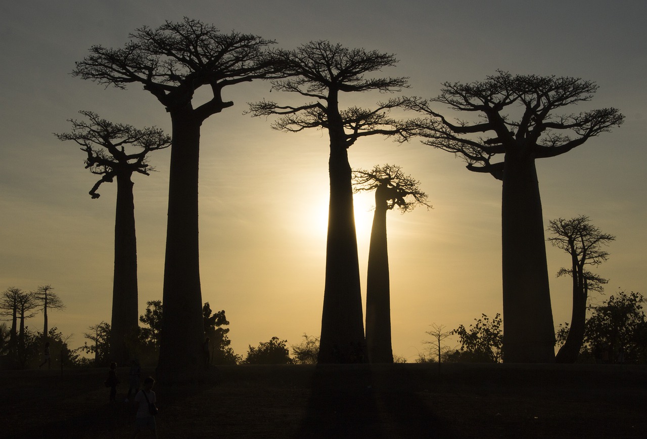 Soa i Madagasikara - Baobab